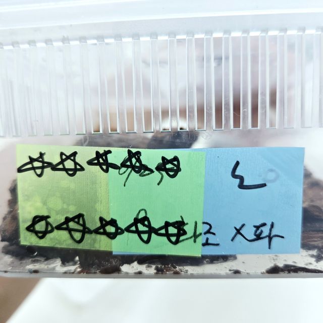 노멀