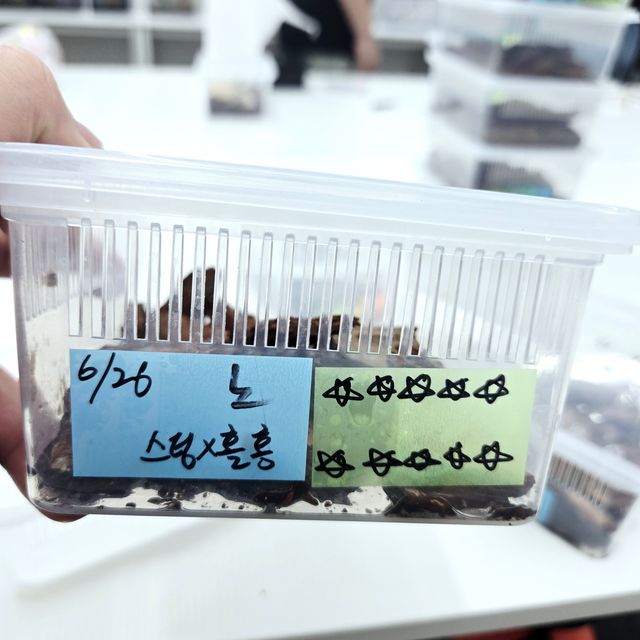 노멀