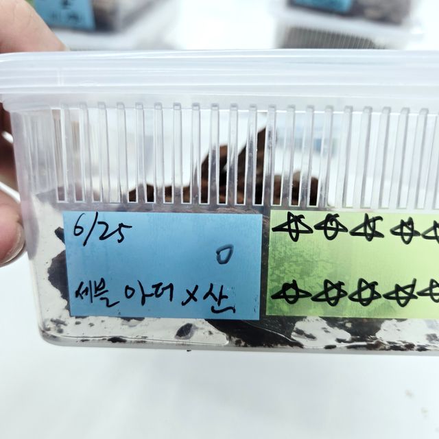 세이블