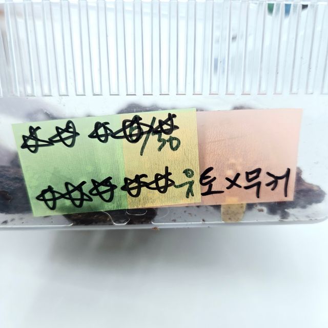 노멀