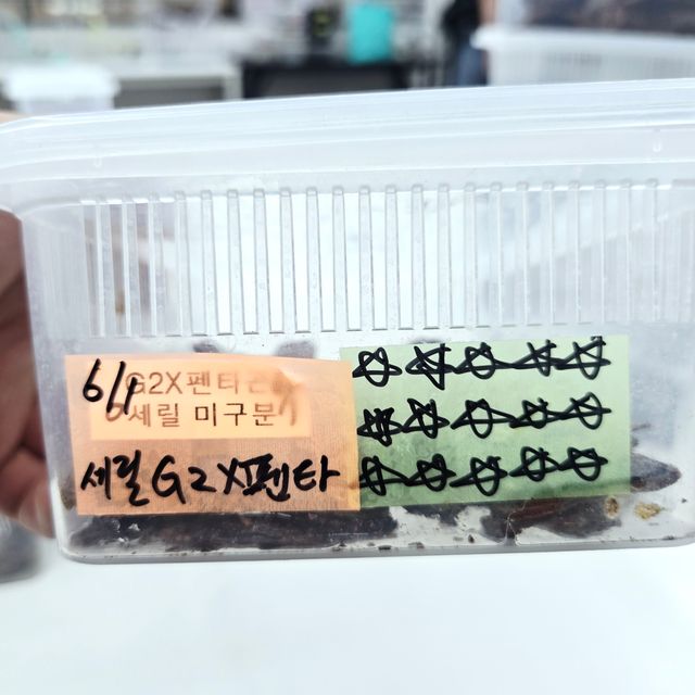 릴리 세이블
