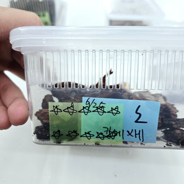 노멀
