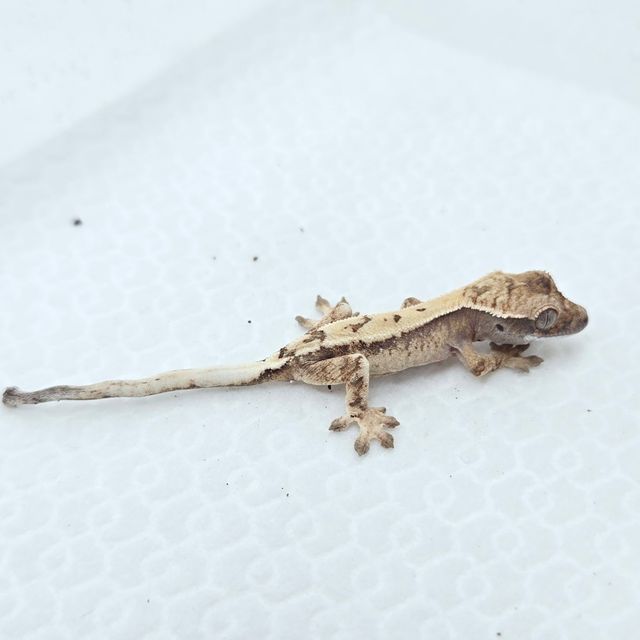 세이블