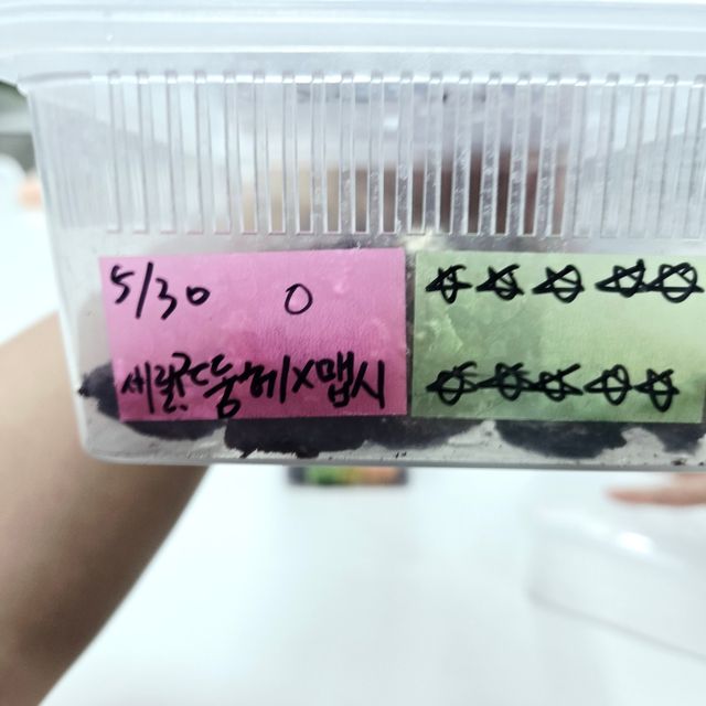 릴리 세이블