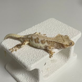 릴리100%헷아잔틱 노멀 드리피