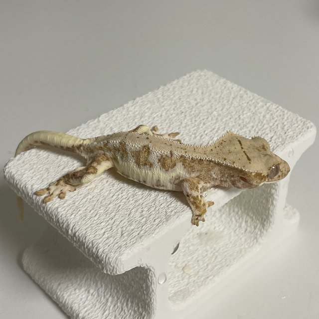 릴리100%헷아잔틱 노멀 드리피