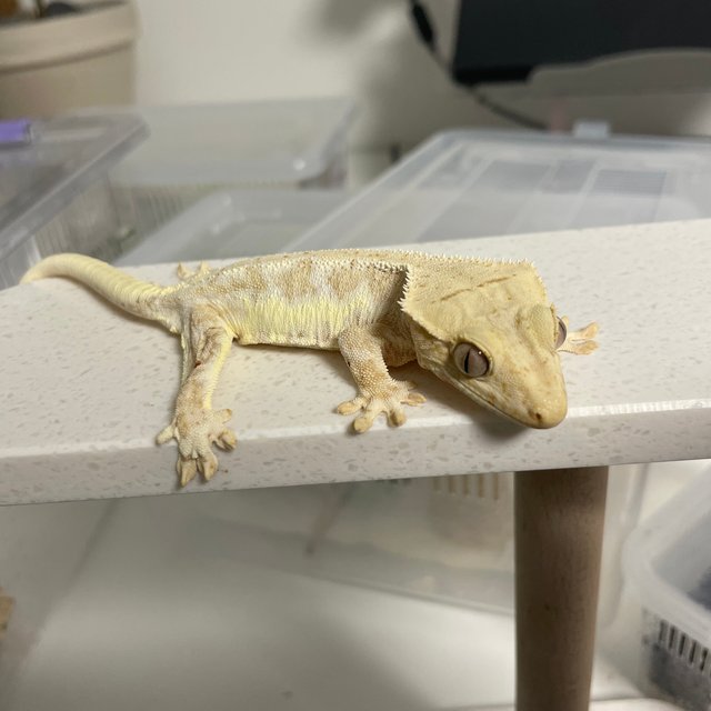 릴리100%헷아잔틱 노멀 드리피