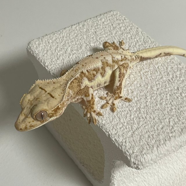 릴리100%헷아잔틱 노멀 드리피