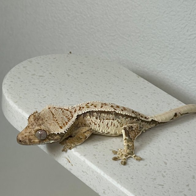 노멀 화이트스팟 화이트핀 화이트크라운 드리피