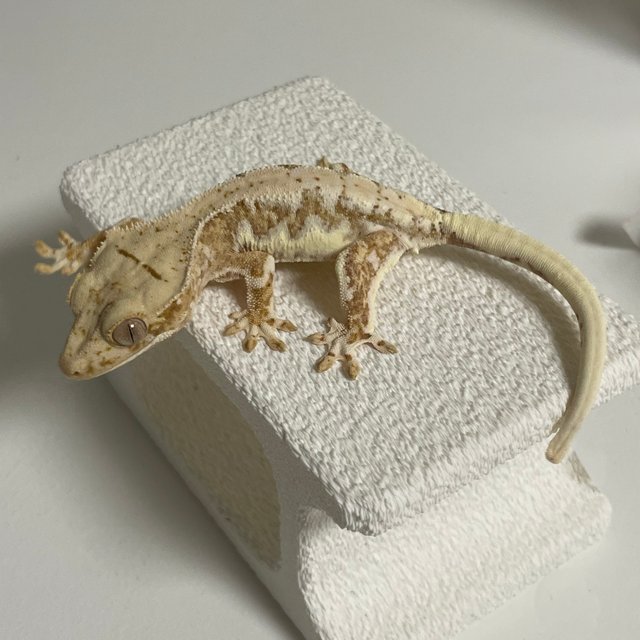 릴리100%헷아잔틱 노멀 드리피