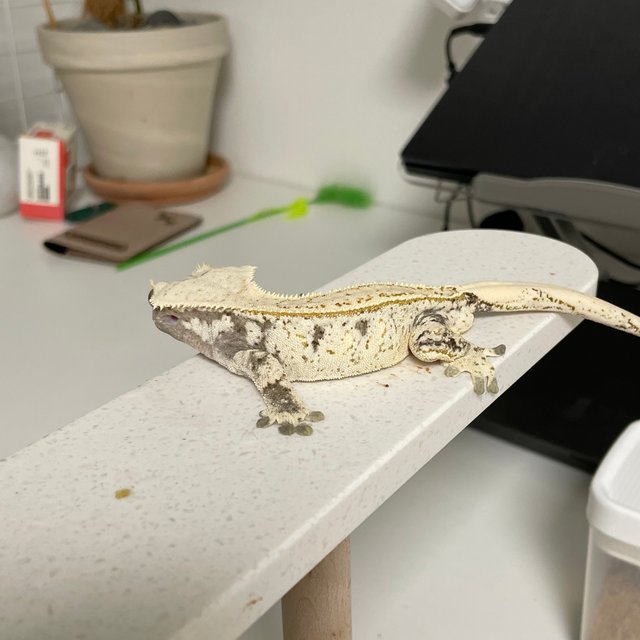 노멀 풀핀 화이트스팟 드리피