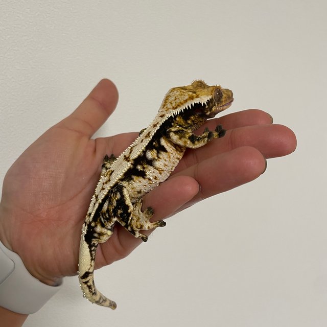 노멀 트라이 익스트림할리퀸