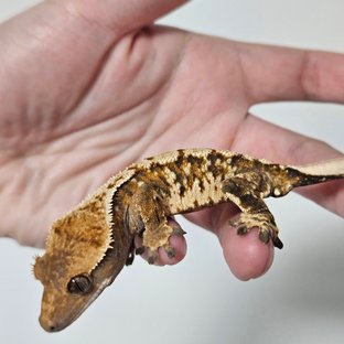 Tri Tangerine Extreme Harlequin