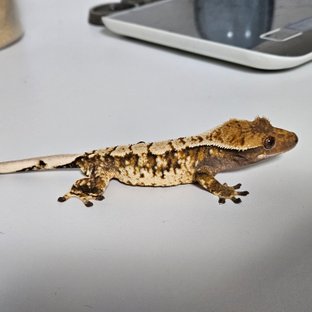 트라이 텐저린 익스트림할리퀸