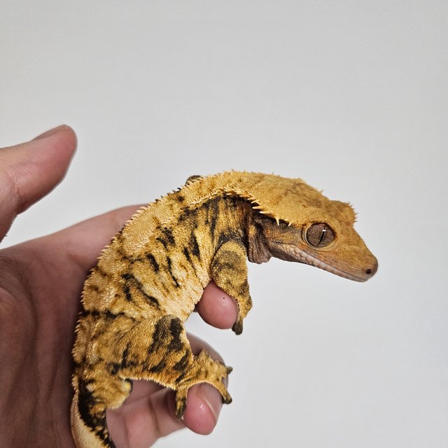 트라이 익스트림할리퀸