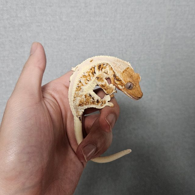 릴리화이트 트라이 텐저린