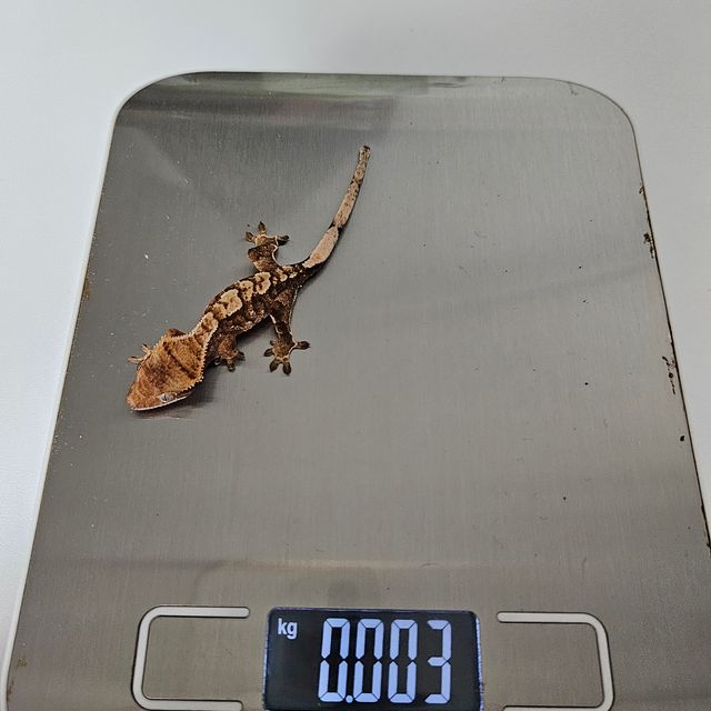 트라이 익스트림할리퀸 텐저린