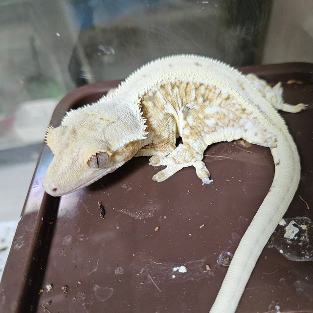 트라이 릴리화이트