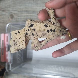 슈퍼달마시안 달마시안