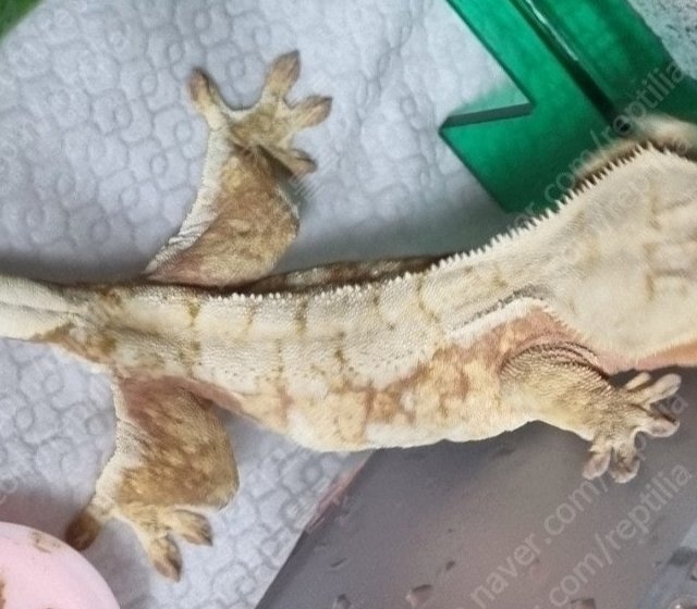 드리피 레드 노멀 트라이