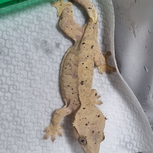 슈퍼달마시안 달마시안