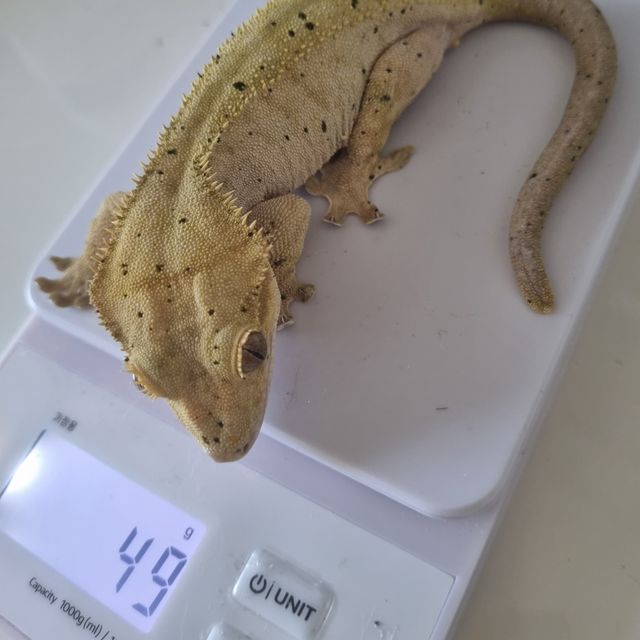 달마시안