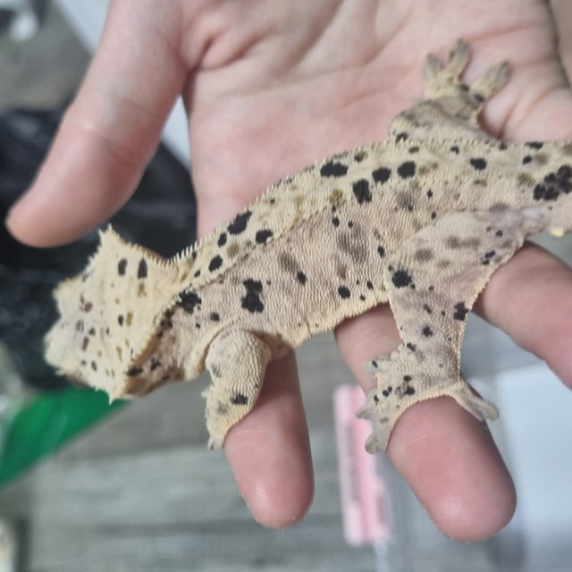 슈퍼달마시안 달마시안