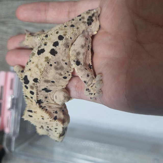 슈퍼달마시안 달마시안