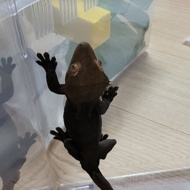 챠콜 패턴리스