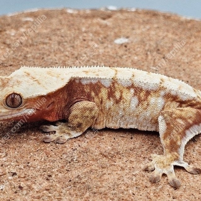 드리피 레드 노멀 트라이