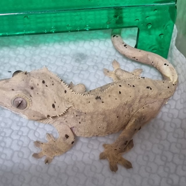 슈퍼달마시안 달마시안