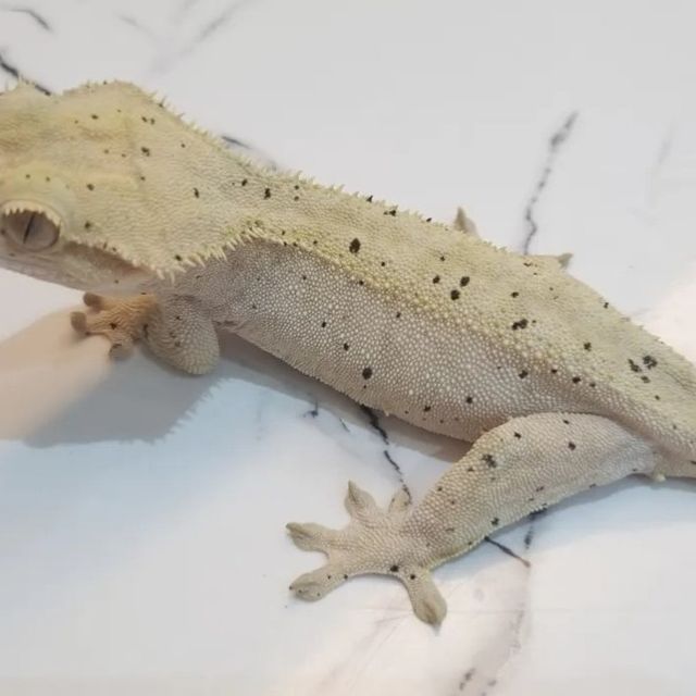 달마시안