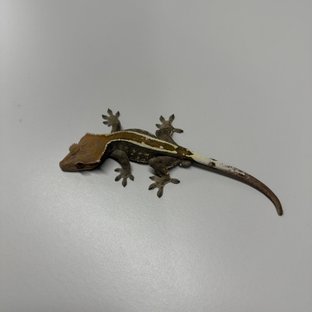 핀스트라이프 카푸치노