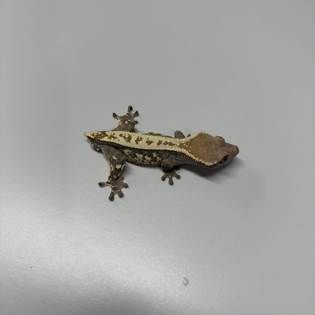 트라이 카푸치노