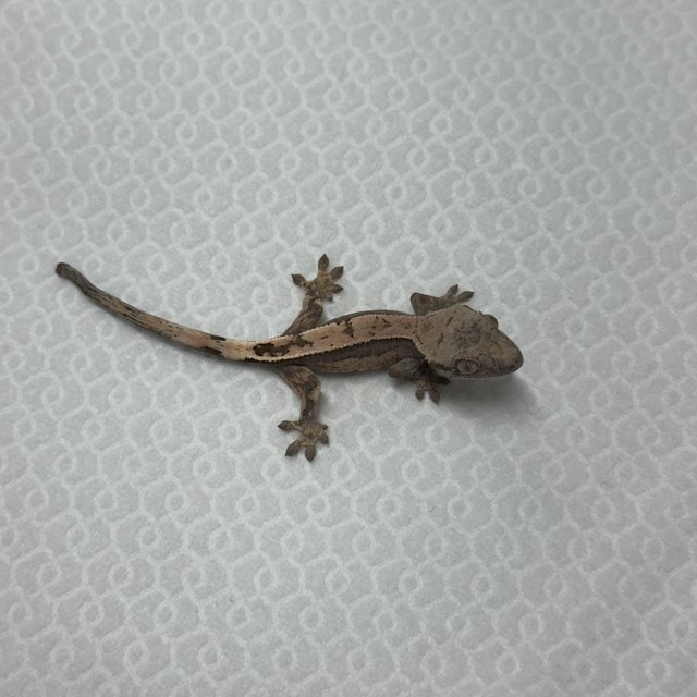 세이블 100%헷아잔틱