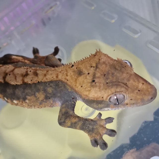 할리퀸