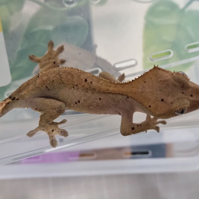 카푸치노 팬텀 다크