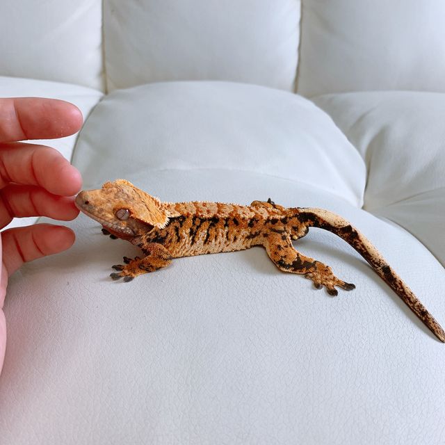 익스트림할리퀸