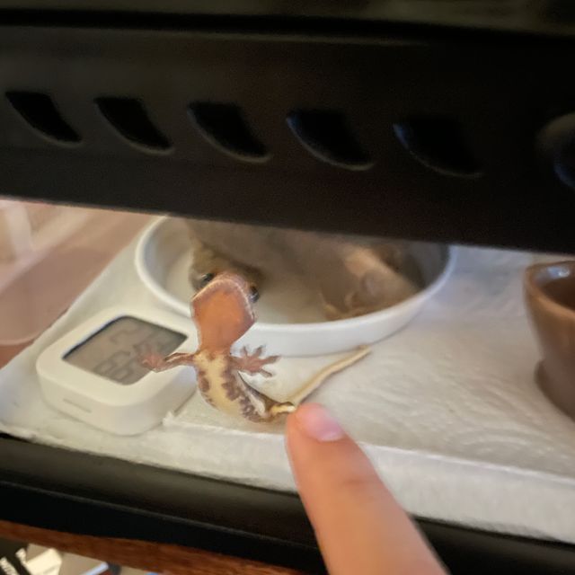 릴리화이트