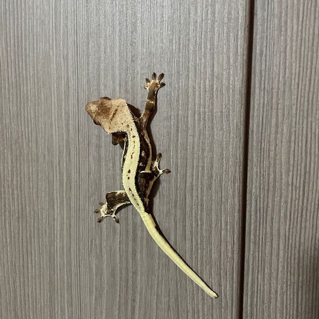 릴리화이트
