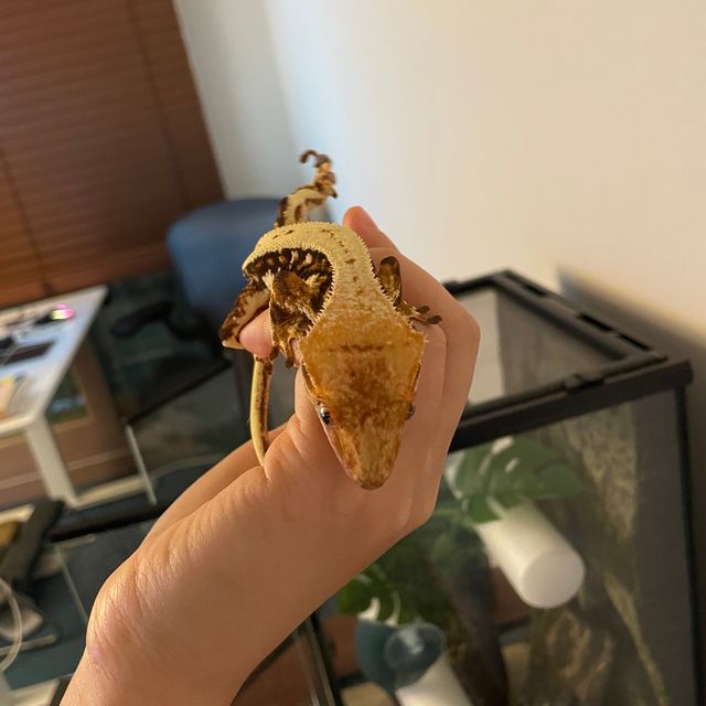 릴리화이트