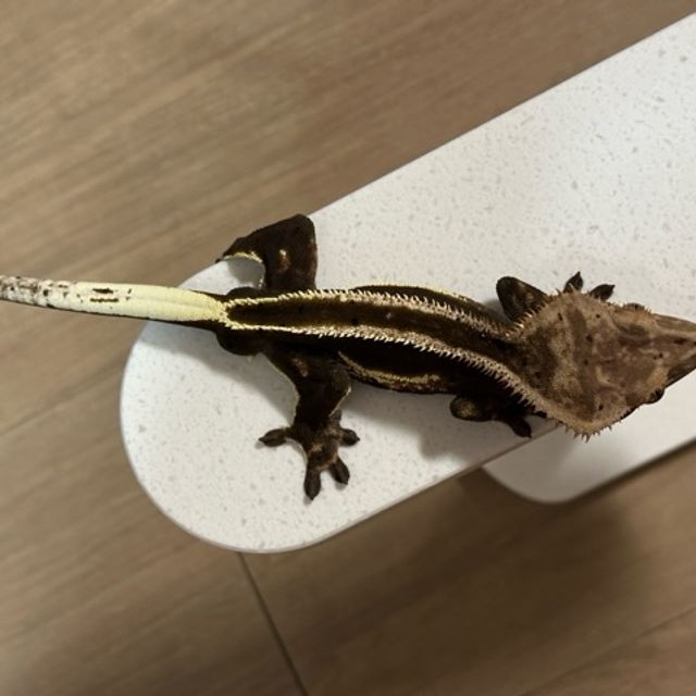 슈퍼스트라이프