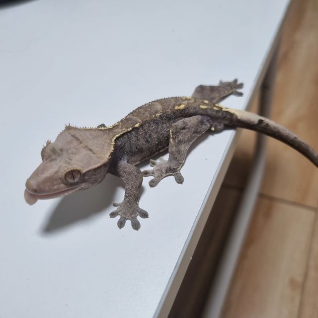 카푸치노 패턴리스 다크 타이거