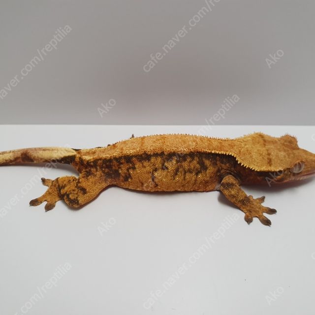 노멀 익스트림할리퀸 텐저린