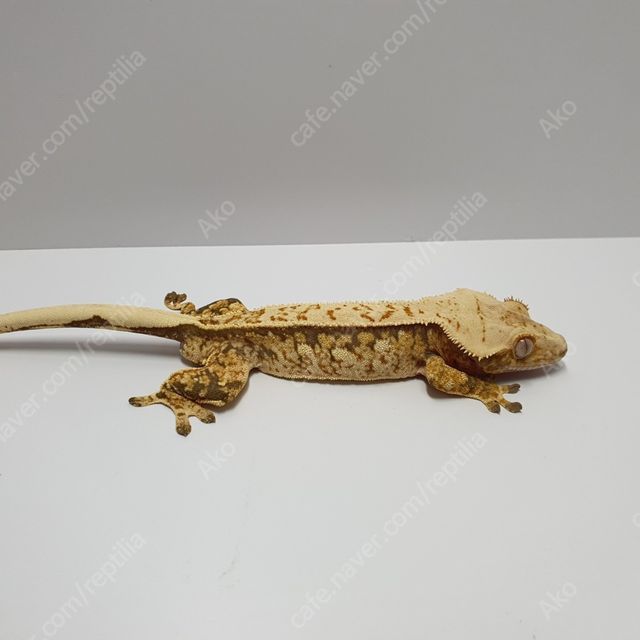 트라이 핀스트라이프 익스트림할리퀸