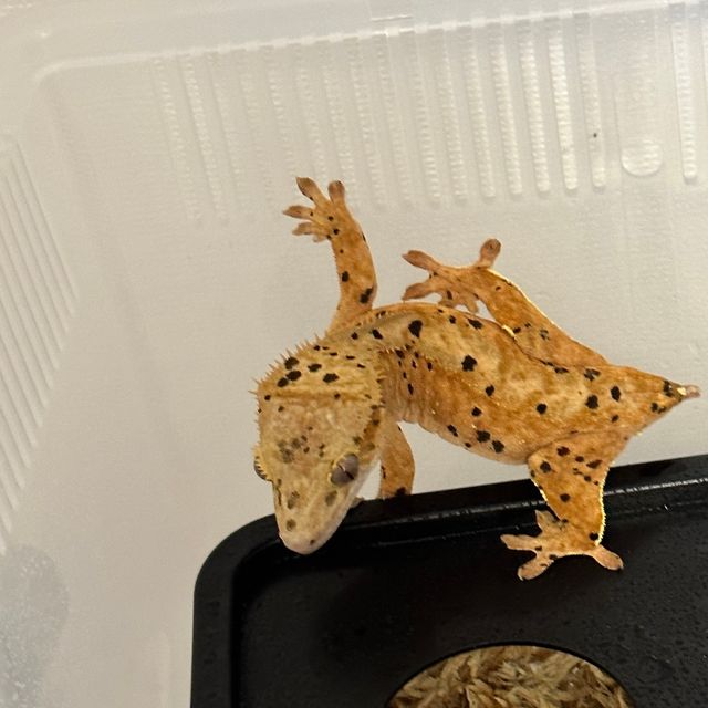 슈퍼달마시안