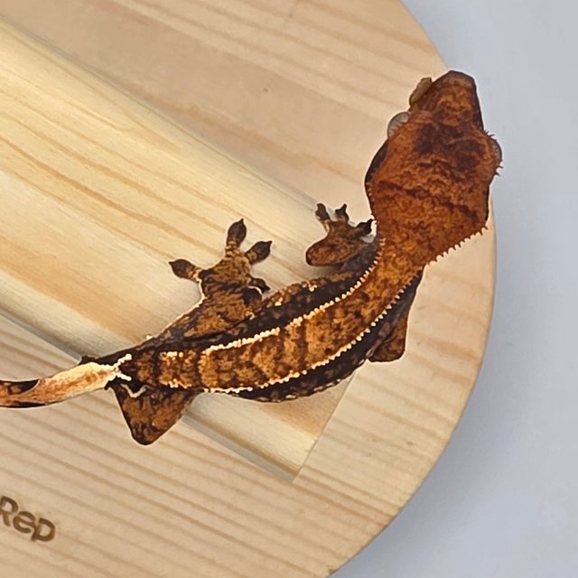 트라이 익스트림할리퀸 화이트핀 화이트스팟