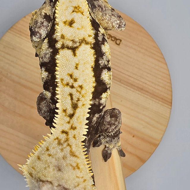 트라이 익스트림할리퀸 화이트크라운