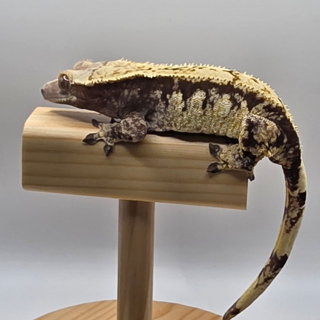 트라이 익스트림할리퀸 화이트크라운