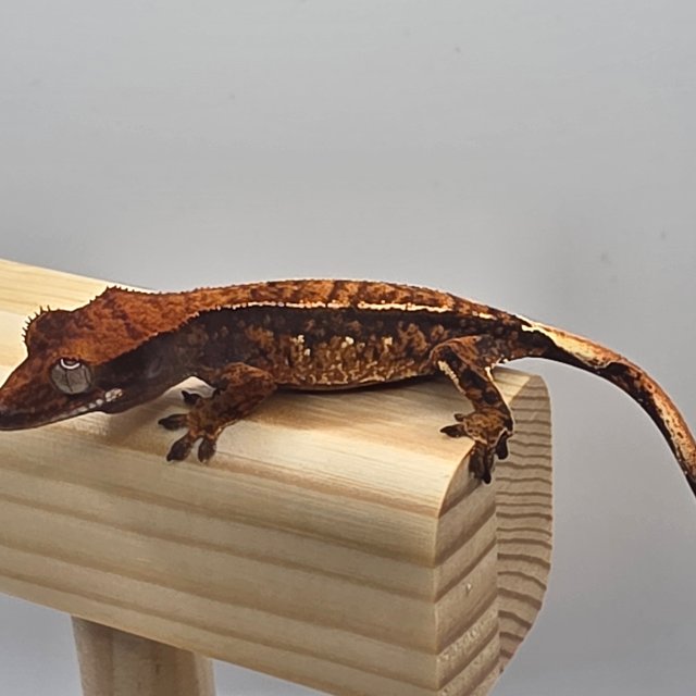 트라이 익스트림할리퀸 화이트핀 화이트스팟